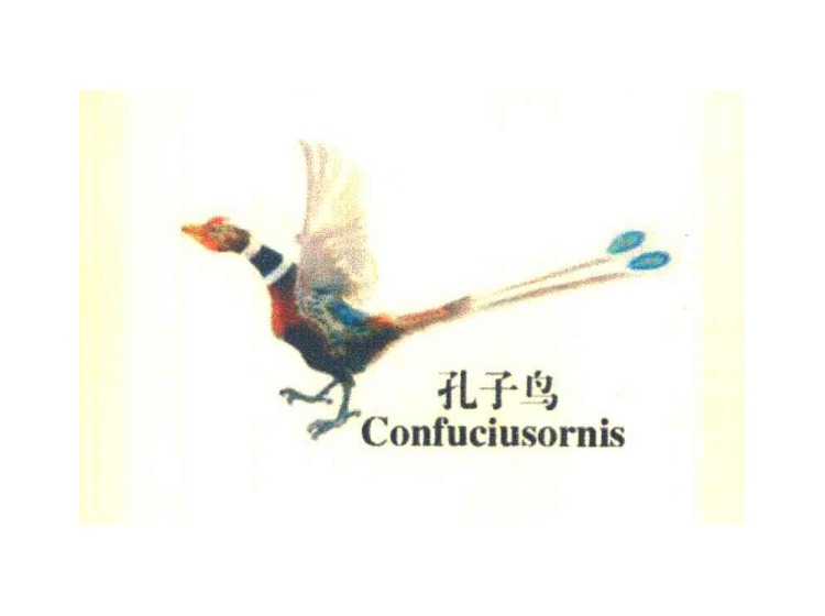 孔子鸟 confuciusornis